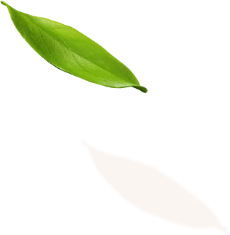 leaf